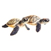 Double Sea Turtle Baby Pair