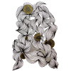 Schwarzweiß Blüten mit Goldmittelpunkt