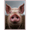 Pig Pig