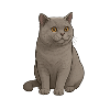 British Shorthair Cat