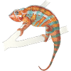 orange turquoise chameleon Chamaeleon zeylandicus