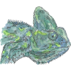 blue turquoise chameleon Chamaeleon zeylandicus
