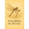 Stillness in Detail Dragonfly
