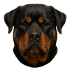 Rottweiler Face Portrait