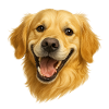 Cheerful Golden Retriever Head