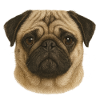 Pug Face Portrait Illustration