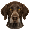 Brown dog face close-up