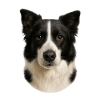Border Collie Head Portrait