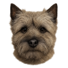 Terrier head