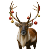 Reindeer Christmas Deer Deer