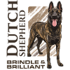 Dutch Shepherd - Dutchie 