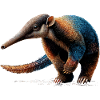 Fourmilier Tamandua Fourmilier Grands fourmiliers