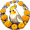 Sunny Cockatiel in Marigold Ring