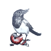Magpie with Christmas ball
