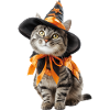 Cat Witches Wizard Costume Halloween