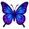 Night Wing Butterfly