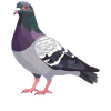 Pigeons Pigeon