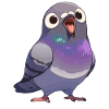 Pigeons Pigeon