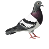 Pigeons Pigeon