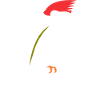 Specht