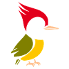 woodpecker