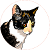 Chat Portrait Cercle Contraste