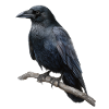 Raven Crow Bird