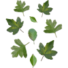 Green Leaves Autumn Nature Leaf Pattern