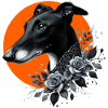 Galgo Blackbeauty No07