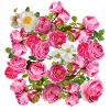 Rose Rose Mix Blossom Magic