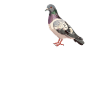 Pigeons Pigeon