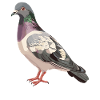 Pigeons Pigeon