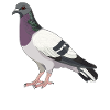 Pigeons Pigeon
