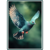 Pigeons Pigeon
