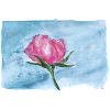 Rose aquarelle sur bleu ciel