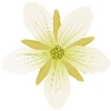 Delicate Venus flytrap blossom in pastel