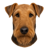 Dog Head Portrait Brown Tone