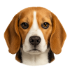 Beagle Porträt Motiv