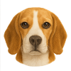 Beagle Kopfporträt Tierliebe