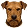 Terrier Head Portrait Brown