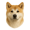 Shiba Inu Head Illustration