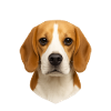 Beagle Kopf Portrait
