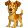 Jack Russell Terrier amazed