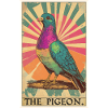 Pigeons Pigeon