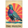 Pigeons Pigeon