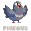 Pigeons Pigeon