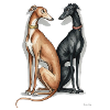 Two Galgos