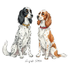 English Setter Illustration