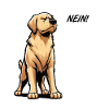 No Retriever Goldie Goldieowner Goldiehalter
