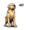 No Golden Retriever Goldie Goldiebesitzer Goldies